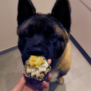 Mini Pupcakes